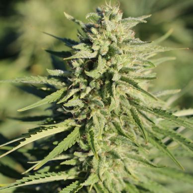 Umpqua Hemp Flower