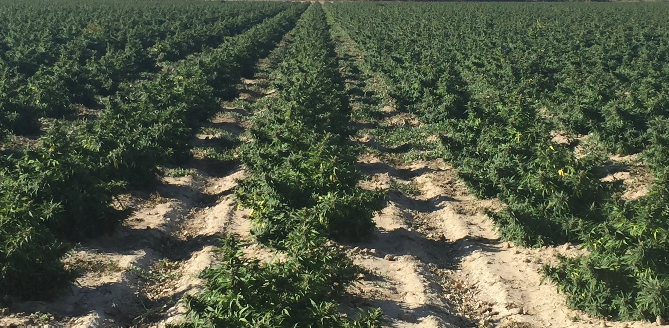 hemp row crops