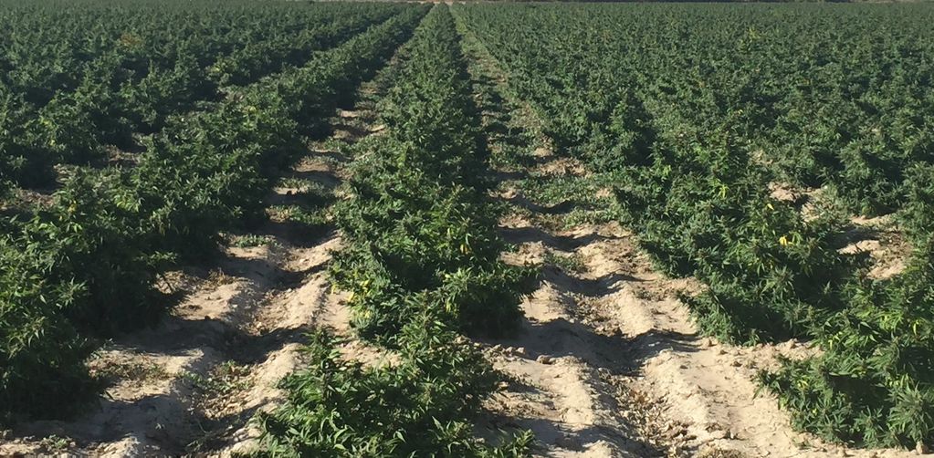 hemp row crops