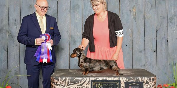 AM CH Baldox Proud Lake Hopelessly Devoted MSD.
WINNERS BITCH AND BEST OF BREED OVER SPECIALS