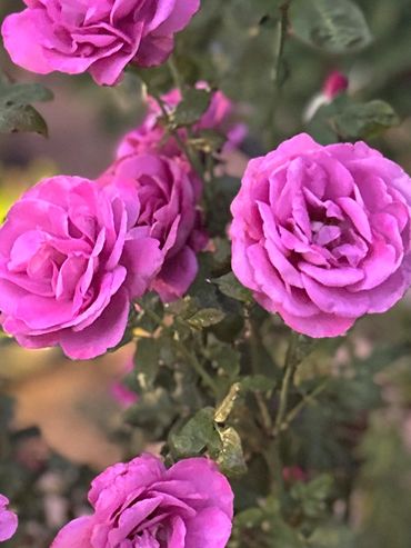 A cluster of vibrant pink roses blooming on a green bush.