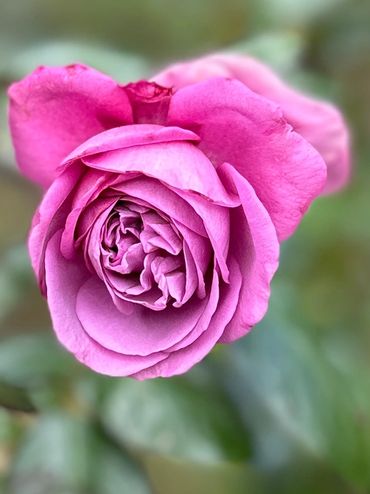 A blooming pink rose with two rosebuds on a leafy stem.