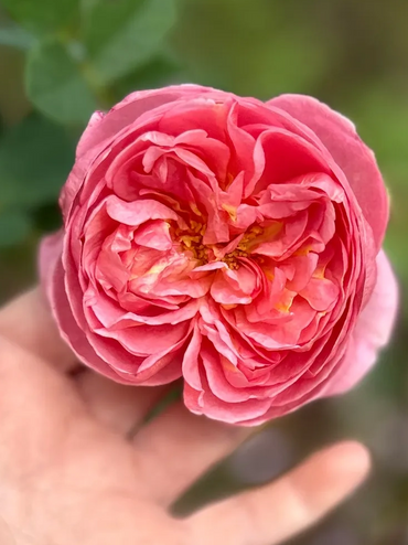 A hand gently holds a blooming pink rose with green leaves in the background.