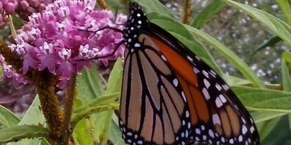 Our members maintain our Town hall gardens, including our award winning Monarch Waystation. All the