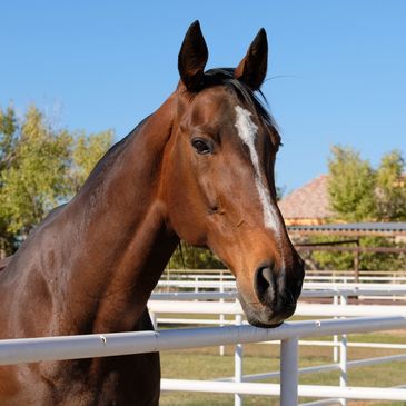Brown horse with a white stripe on its face.