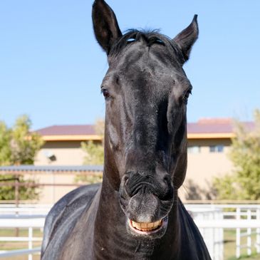 Black horse appearing to smile in a sunny outdoor setting.