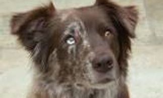 EYE COLOR: THE BREED STANDARD ALLOWS EYES OF ANY PIGMENT COLOR OR COMBINATION OF PIGMENT COLORS.EYE