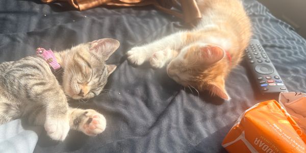 Two kittens sleeping peacefully in sunlight.
