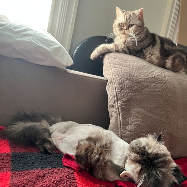 A fluffy cat lying on a red and black blanket with a tabby cat watching from a couch.