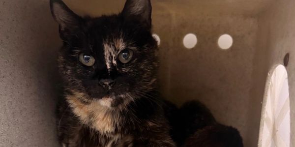 A tortoiseshell cat inside a box.