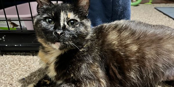 A close-up of a tortoiseshell cat lying on carpet.