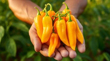 Hands holding bright yellow chili peppers outdoors.