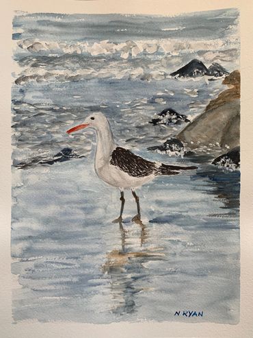 Shorebird in Coronado
Watercolor
9 x 12