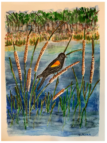 Redwinged Blackbird at Vine Lake
Watercolor
9 x 12