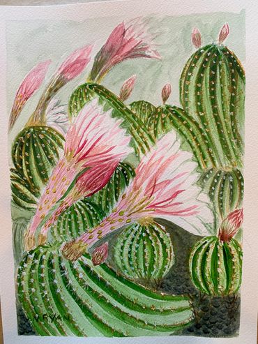 Cactus Flowers