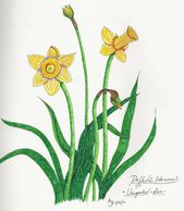 Daffodils by A. Burges