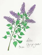 Lilacs by A. Burges