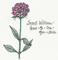 Sweet William by A. Burges