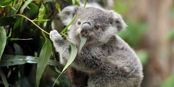 Koala, Australia
