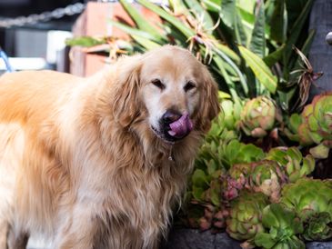 Golden Retriever dog on the Hoagies patio 
