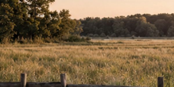 Sunset over a grassy field with trees in the background.