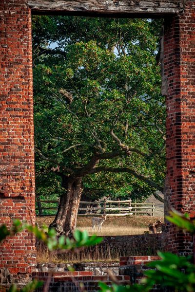 Deer framed by ruins in Bradgate Park Country Park, Leicestershire