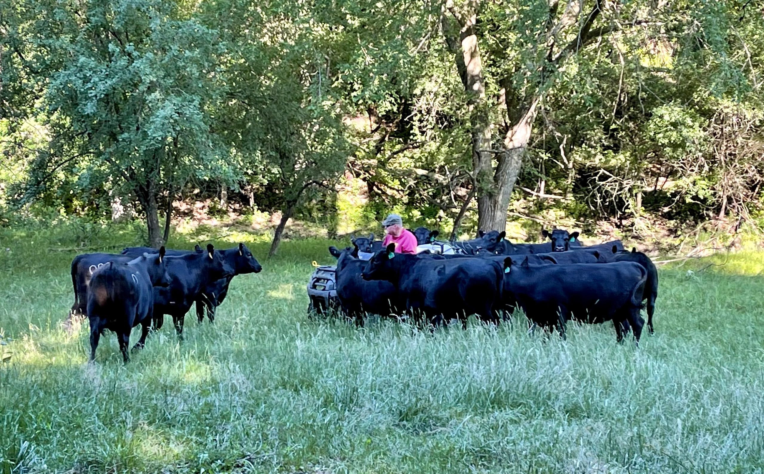 Jim and the heifers.  Quite a tame bunch.