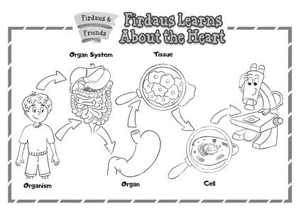 Cellular Organization, children, printables, diagram, Muslim, science