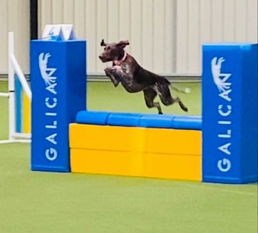 Dog agility staffordshire