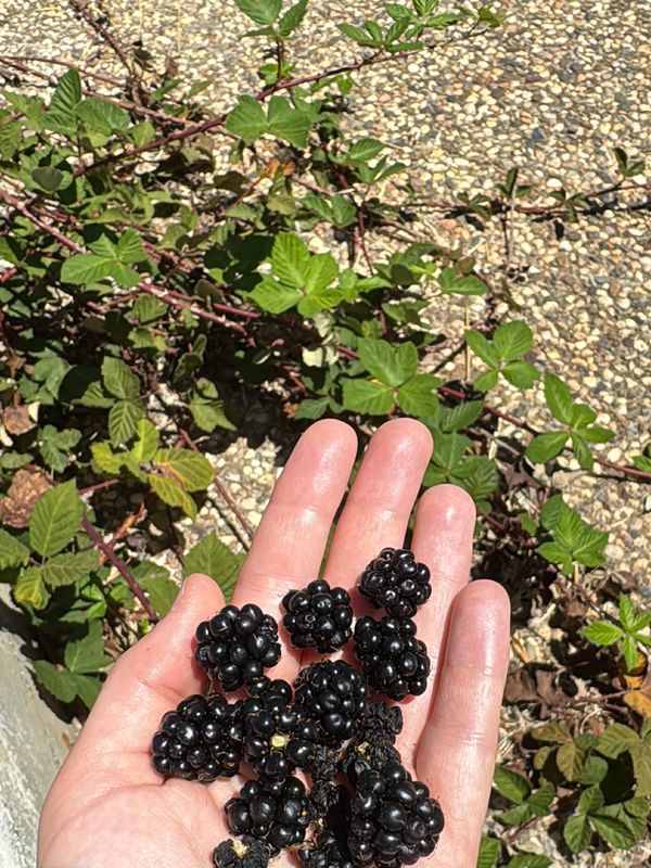 Wild blackberry season in Paradise