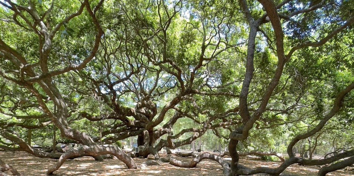Angel Oak Tree Park