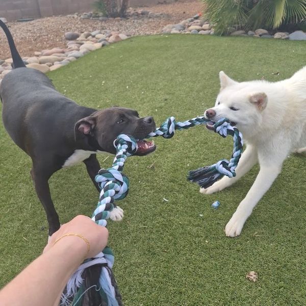 Sierra Vista Pet Sitting clients Blade and Miku engaging in a game of tug.