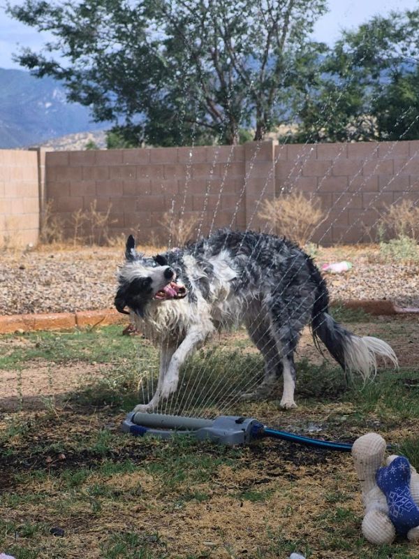 in home pet sitting sierra vista fort huachuca