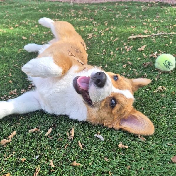 sierra vista pet sitting client Clutch rolling around in the yard.