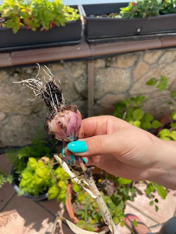 Kaitlyn Reimer holding a Spanish Violet Spring Garlic bulb 