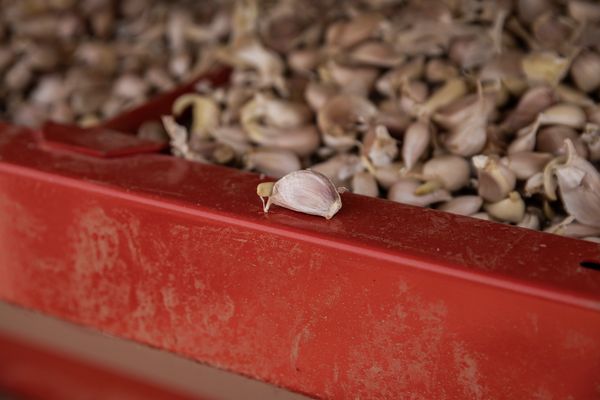 Garlic seed ready to be planted 