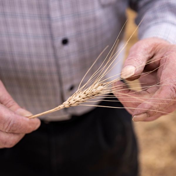 Ben Reimer holding wheat from one of many harvests. a 1st generation Reimer farmer. 