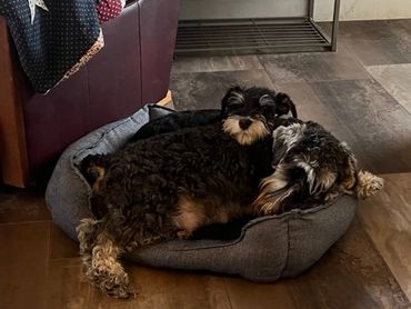 Thelma Lou & Dolly Jo just hanging out.