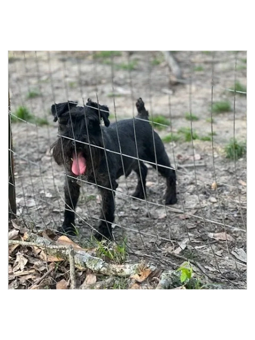 Bandit just being himself!