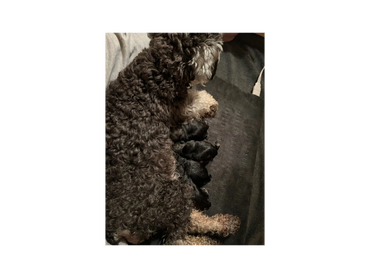 Thelma Lou past litters