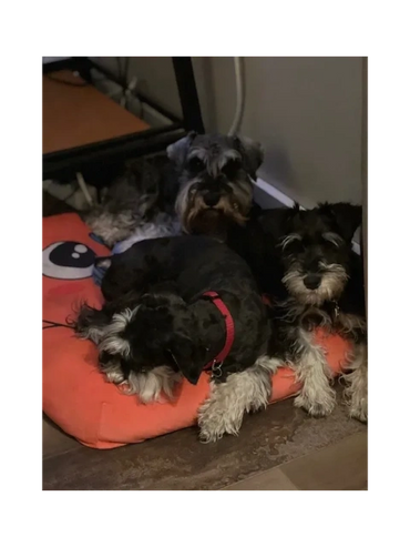 Three of four dogs chilling out.