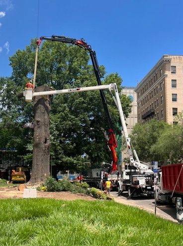Crane and bucket truck working in tandem to remove a tree.