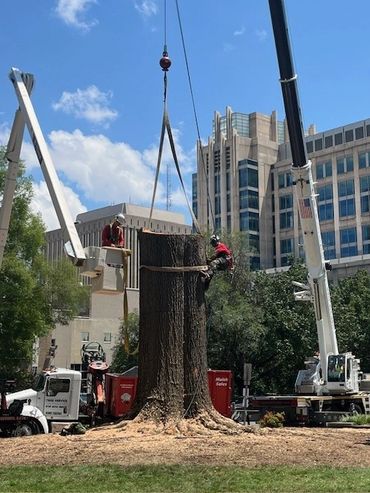 Bucket operator and climber working on tree in downtown Raleigh.