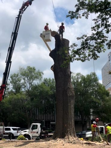 Bucket truck operator and climber working on tree removal.