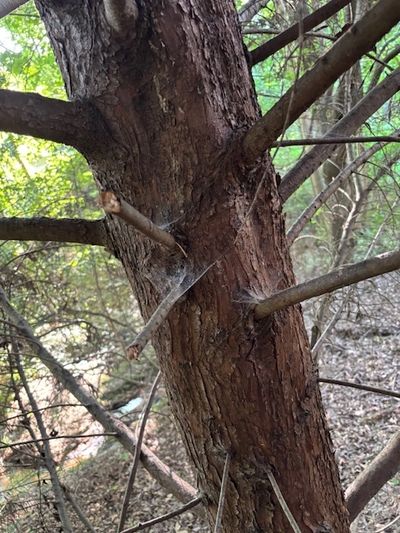 Close up of tree trunk with disease.