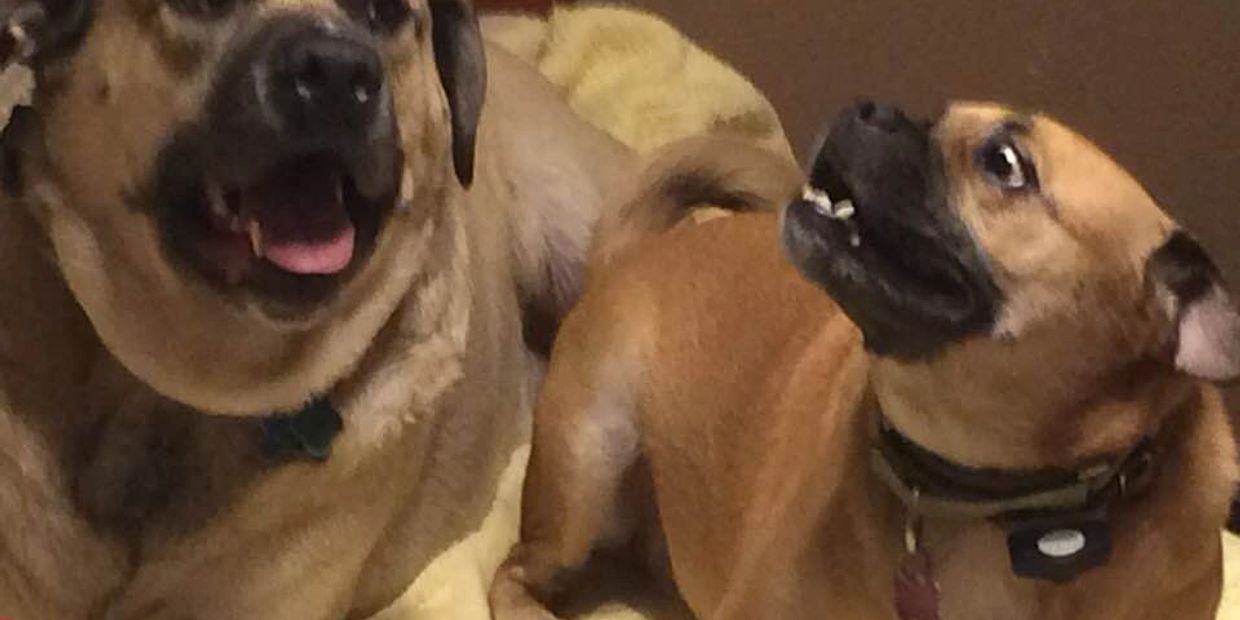 Rebel, left, and Boots are two “foster fails” who now have a loving home thanks to Legacy Dog Rescue