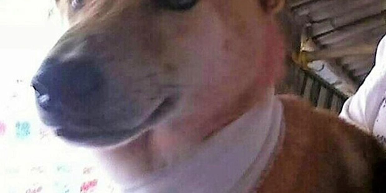 Prince, a dog rescued from the dog-meat trade in Asia, came to live on a ranch in California.