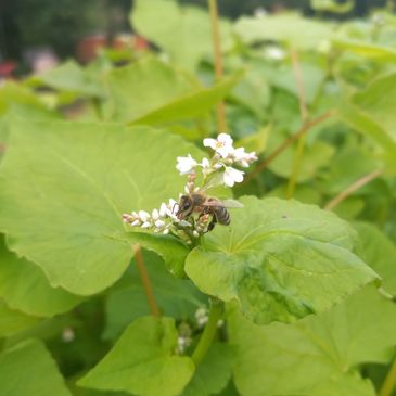 Honey bee on buckwheat blossom