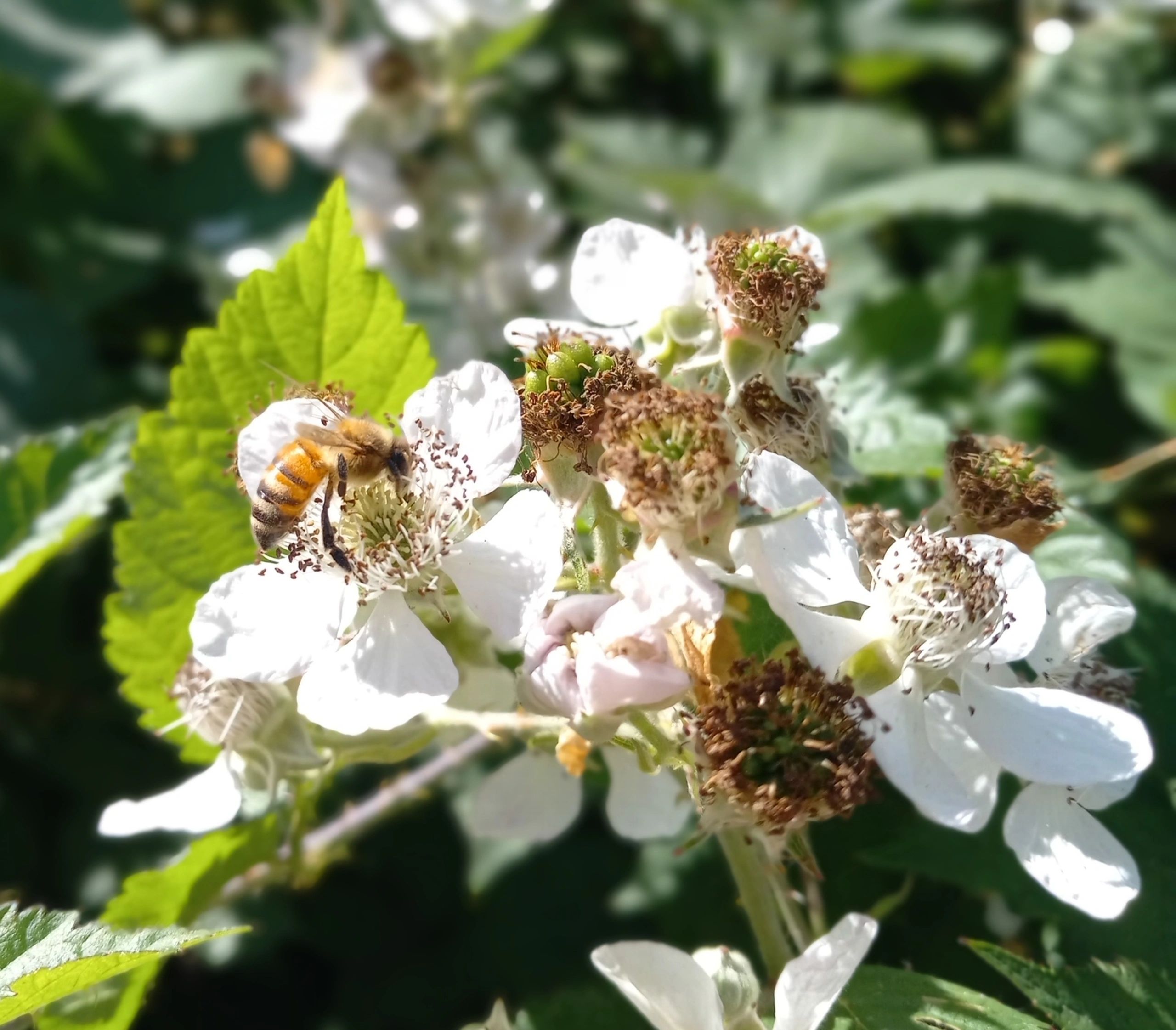Honeybee on blackberry blossom