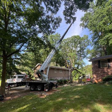Crane lifting tree branches near residential houses on a sunny day.